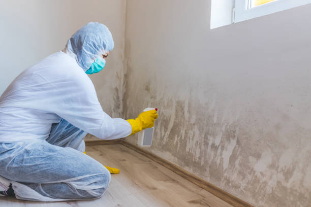 Licensed Commercial Mold Remediation service in Spring City, PA - WQB Mold Removal